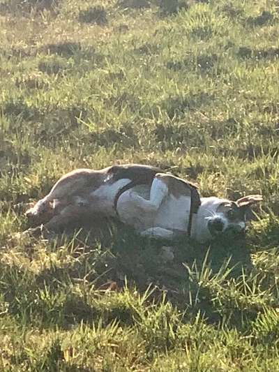 Dogorama Photo Challenge - Der Frühling kommt-Beitrag-Bild