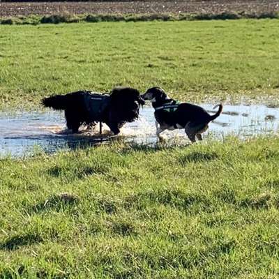 Hundetreffen-Gassi und Spielrunde-Bild