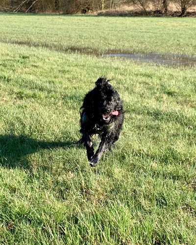 Dogorama Photo Challenge - Der Frühling kommt-Beitrag-Bild