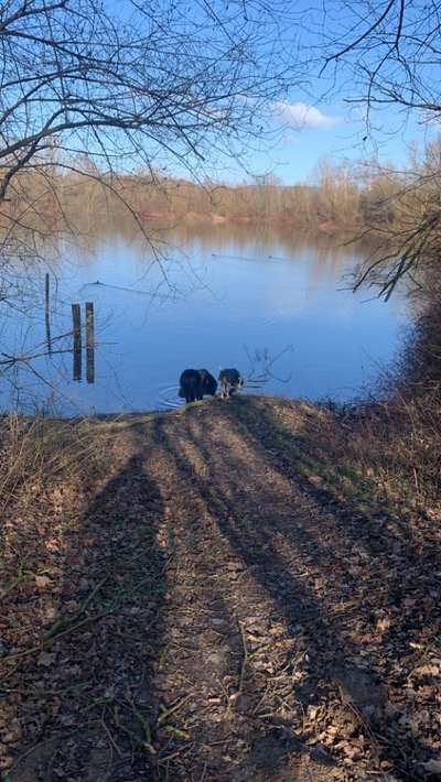 Hundeauslaufgebiet-Kiesteich Rinteln-Bild