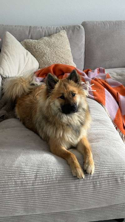 Hundetreffen-Spiel-/Gassifreunde gesucht-Bild