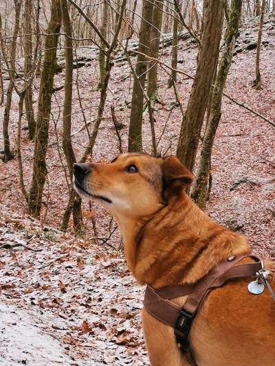 Hundetreffen-Seniortreffen-Bild