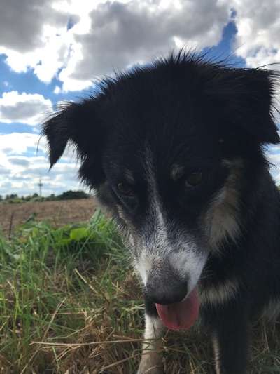 Zeigt mir die tollste Nahaufnahme von eurer Fellnase-Beitrag-Bild