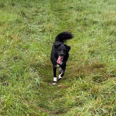 Hundetreffen-Spieltreffen/Gassi gehen-Bild