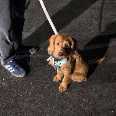 %{de_profession_title}-Hundetraining-Bild