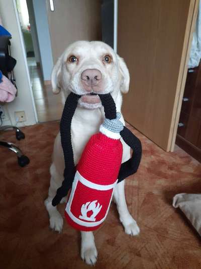 Hunde Memes-Beitrag-Bild