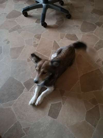 Mischlingshunde Foto Aufruf-Beitrag-Bild