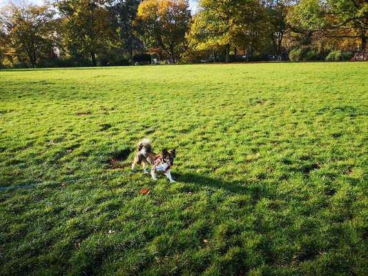 Hundeauslaufgebiet-Thomashöhe und Lessinghöhe-Bild