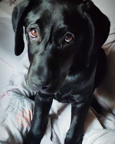 CHALLENGE NR. 19 - Der Hundeblick-Beitrag-Bild