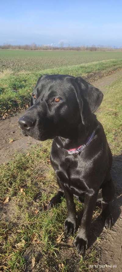 Labradorfans-Beitrag-Bild