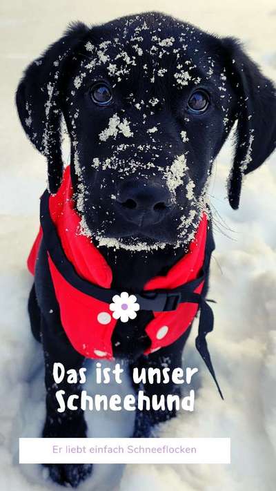 Zeigt die schönsten Schneebilder von eurer Fellnase ❄️-Beitrag-Bild