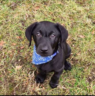 Welpen Bilder !-Beitrag-Bild