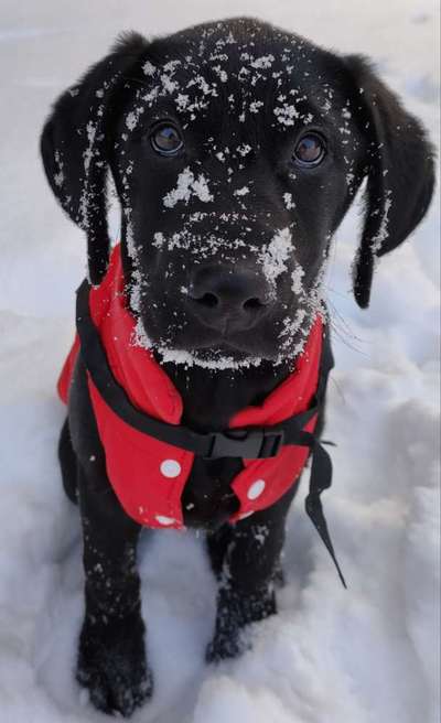 Labradorfans-Beitrag-Bild