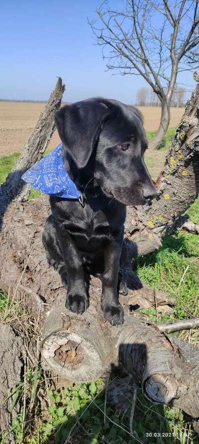 Labradorfans-Beitrag-Bild