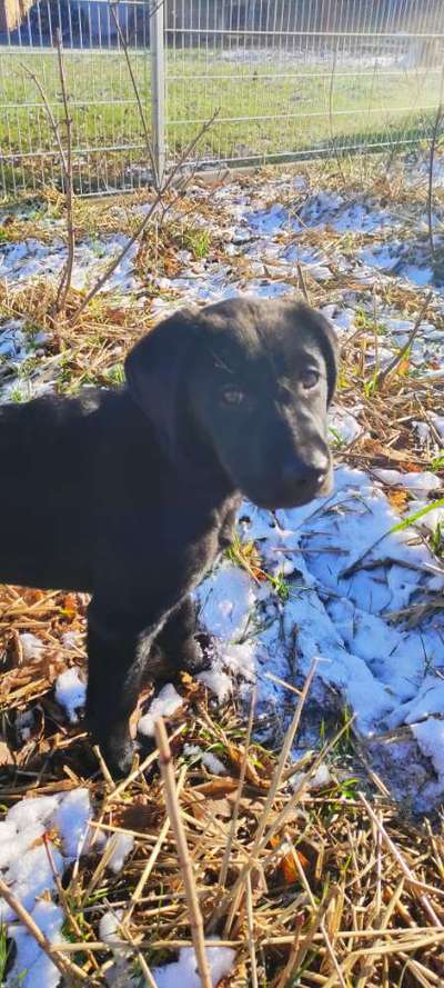 Labradorfans-Beitrag-Bild