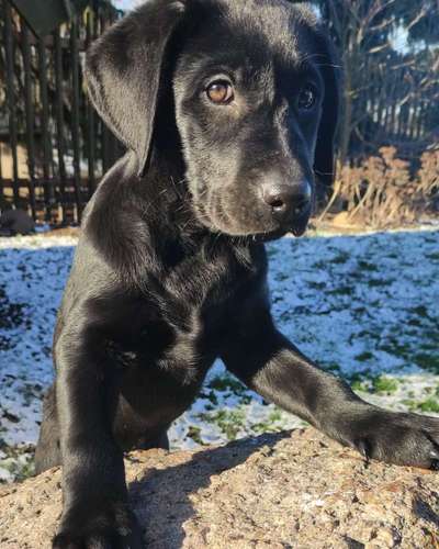 Welpen Bilder !-Beitrag-Bild