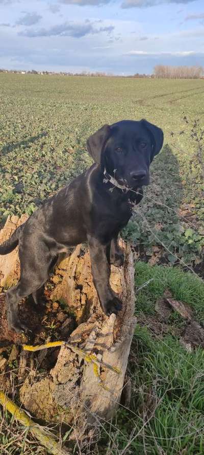 Labradorfans-Beitrag-Bild