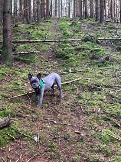 Französische Bulldoggen-Beitrag-Bild