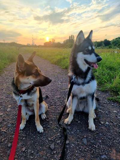 Die Dogorama Wochen Challenge "Friends will be Friends"-Beitrag-Bild