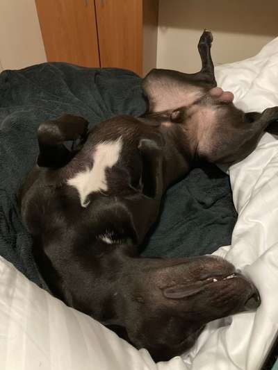 Darf der Hund bei Euch im Bett schlafen?-Beitrag-Bild