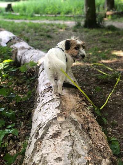 Die Dogorama Monats Challenge "Es grünt und blüht"-Beitrag-Bild