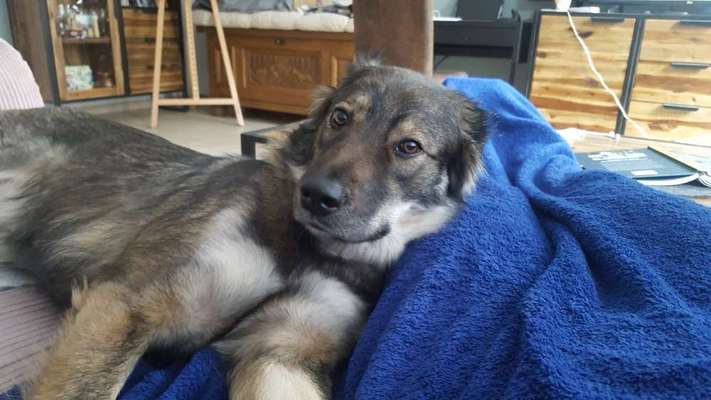 Club der Rumänen (Alle Hunde aus dem rumänischen Tierschutz, wo seid Ihr?)-Beitrag-Bild