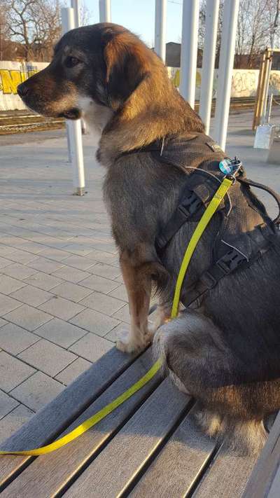 Club der Rumänen (Alle Hunde aus dem rumänischen Tierschutz, wo seid Ihr?)-Beitrag-Bild