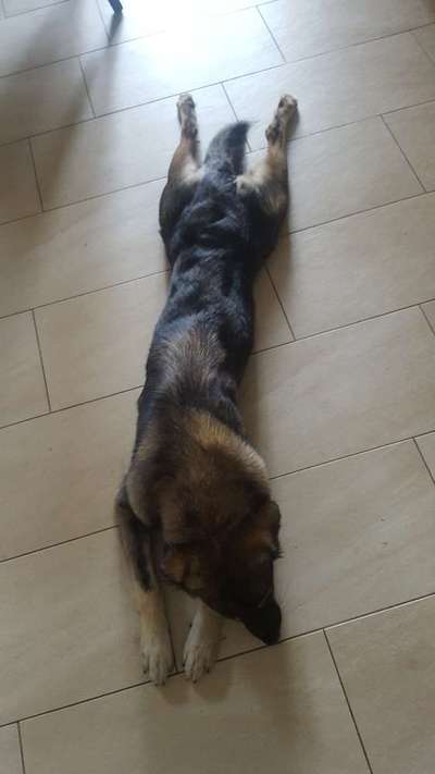 Zeigt mir die lustigsten Schlafpositionen eurer Fellnasen-Beitrag-Bild