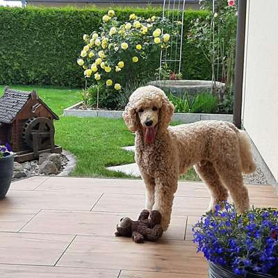 Hundetreffen-Spazieren gehen im Landschaftsgarten Broda-Bild
