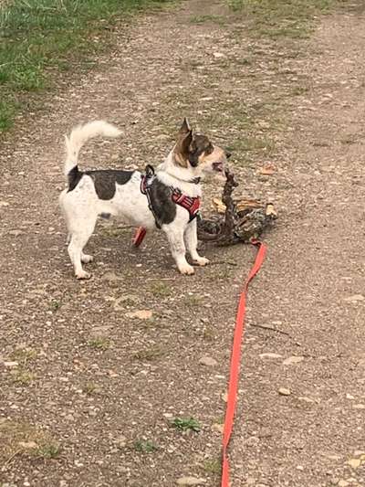 Auslandstierschutz-Beitrag-Bild