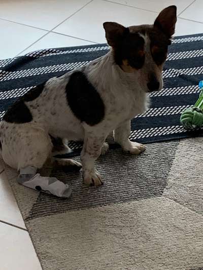 Auslandstierschutz-Beitrag-Bild