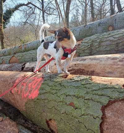 Auslandstierschutz-Beitrag-Bild