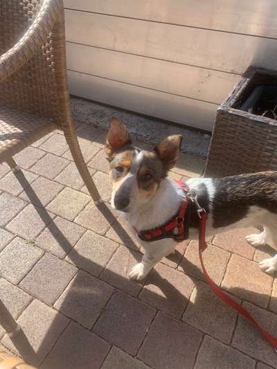 Auslandstierschutz-Beitrag-Bild