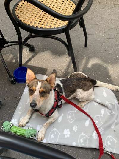 Auslandstierschutz-Beitrag-Bild