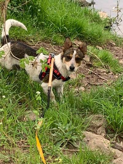 Auslandstierschutz-Beitrag-Bild