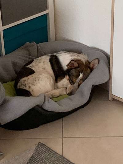 Auslandstierschutz-Beitrag-Bild