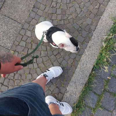 Hundetreffen-Bully treffen mit Spielen gerne auch mit Pausen für den hund-Profilbild