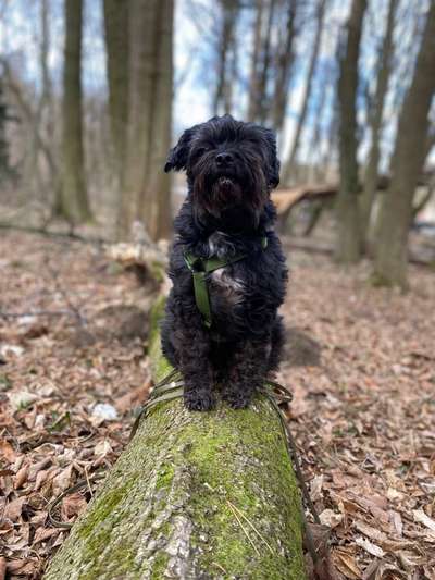 Bolonka Zwetna Freunde-Beitrag-Bild