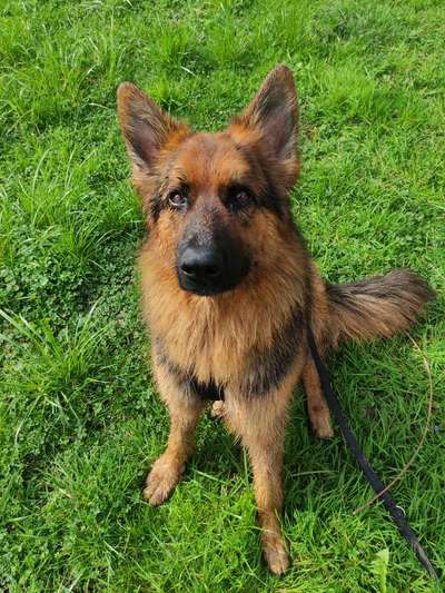 Hundetreffen-Social Walk-Bild