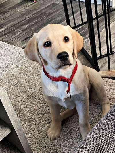 Wo sind meine Labrador Freunde-Beitrag-Bild