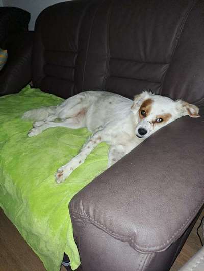 TierschutzhundeStammtisch🐕-Beitrag-Bild