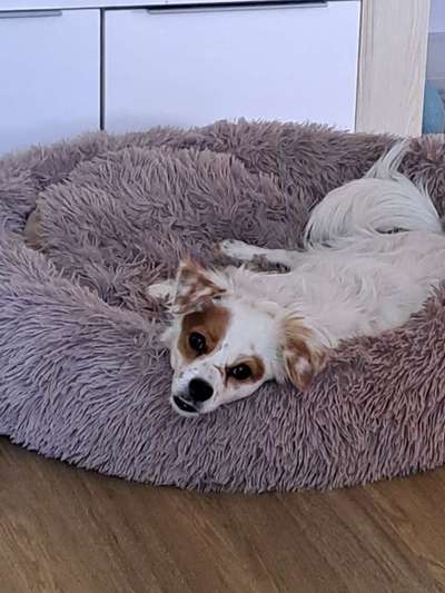 TierschutzhundeStammtisch🐕-Beitrag-Bild