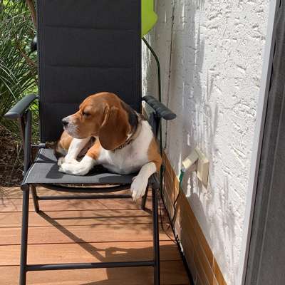 Hundetreffen-Spaziergang in Rüsselsheim