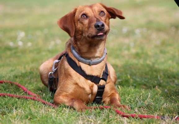 Tongue Out Tuesday-Beitrag-Bild