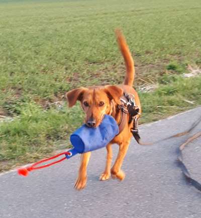 Dogorama Photo Challenge - Apportieren-Beitrag-Bild