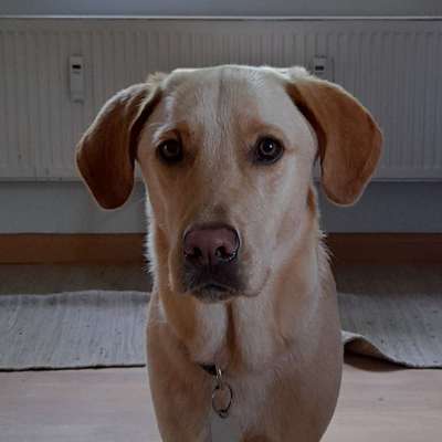 Hundetreffen-Gemeinsame Gassirunde in Bückeburg-Bild