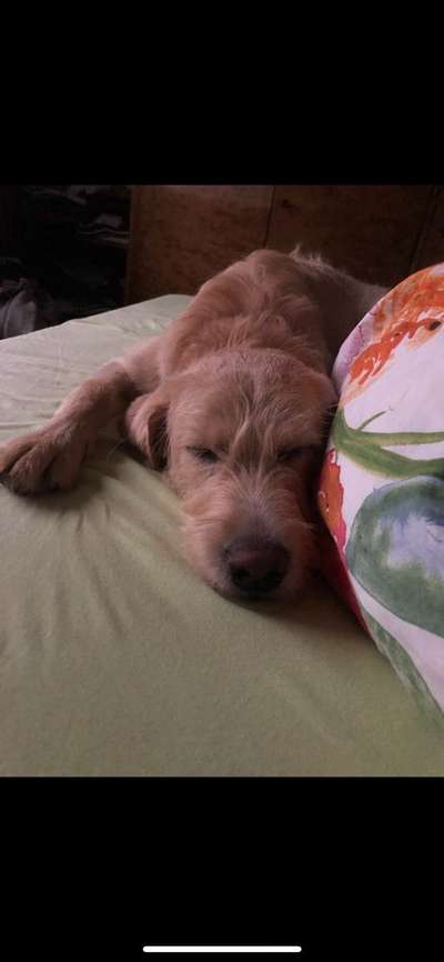 Darf der Hund bei Euch im Bett schlafen?-Beitrag-Bild