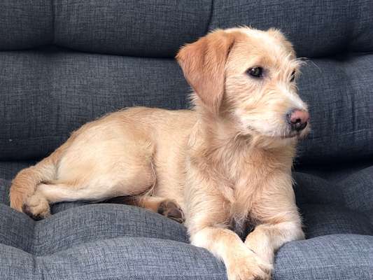 Labradoodle gesucht-Beitrag-Bild