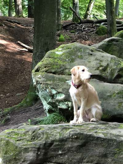 Labradoodle gesucht-Beitrag-Bild