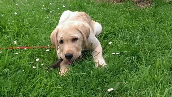 Welpen Bilder !-Beitrag-Bild